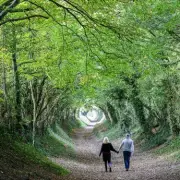 Halnaker Tree Tunnel: A Magical Winter Walk 90 Minutes from London