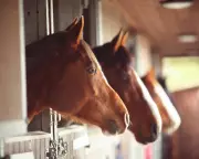 Horses Can Smell Human Fear, New Study Reveals