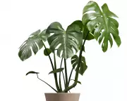 Houseplant First Aid: How Straw Splints and Cinnamon Can Heal Minor Stem Damage