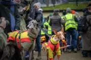 Hundreds to March with Dogs in London Demanding End to Spanish Hunting Dog Abuse