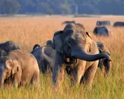 India Hunts Single-Tusked Elephant After 22 Killed in Rampage