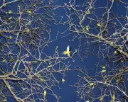 Invasive Species in Europe: 10 Alien Plants and Animals Disrupting Ecology