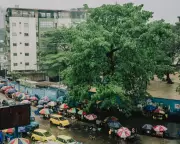 Kinshasa's Last Baobab: A Symbol of Resilience Faces Extinction