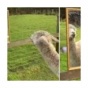 Lonely Alpaca Giovanni Cheered by Mirror After Losing Friends