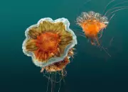 Massive Lion's Mane Jellyfish Bloom Hits Melbourne Beaches