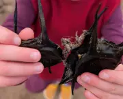 Mermaid's Purses Wash Ashore in Devon: A Beachcombing Treasure Trove