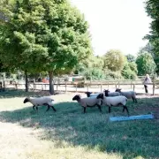 Mudchute Farm: London's Free Urban Petting Zoo & Rare Breed Sanctuary