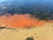 Mystery Pink Slime Spreads on Tasmanian Beaches, Sparking Environmental Fears