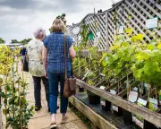 Over Half of UK Garden Plants Vanish from Sale, Charity Warns