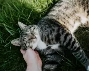 Pet Bereavement Study: 95% of UK Owners Grieve as for a Family Member