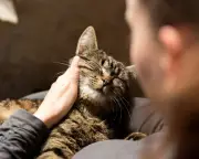 Pet Loss Grief Matches Human Bereavement, Study Finds