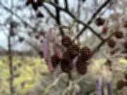 Purple Catkins Herald Spring's Arrival in West Sussex Countryside