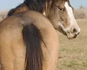 Readers Debate Horse Manure Etiquette and Garden Benefits