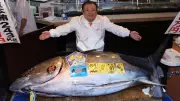 Record £2.4m Paid for Giant Bluefin Tuna at Tokyo Auction