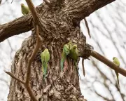 Ring-necked parakeet numbers surge 25-fold in UK, sparking ecological concern