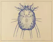 Scabies Crisis in the UK: Cases Soar 44% as Sufferers Endure 'Hell'