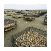 Shellfish Heist: £300,000 Lobster Raid in Sophisticated US Seafood Thefts