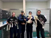 Six Puppies Saved from Suspected Fentanyl Overdose by Washington Firefighters