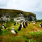 Skomer Island Offers Free Accommodation for Puffin Counting Volunteers