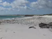 Snorkeller Missing Off WA Coast: Major Search Near Ledge Point