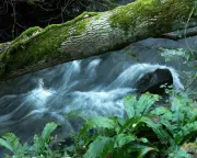 The Mindful Music of Somerset's River Frome: A Winter Symphony