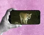 The Thrilling World of r/animalid: Where Blurry Wildlife Sparks Daily Adrenaline