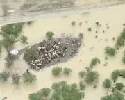 Thousands of Cattle Starve Amid Queensland Floods, Trapped by Fear of Water