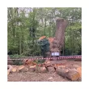 Toby Carvery Faces Eviction Over Felling of 500-Year-Old Oak Tree in North London