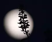 Trump's 2026 Moon Race: Can Jared Isaacman Deliver Before the Term Ends?