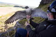 UK Peregrine Falcons Stolen for Middle East's Multi-Million Pound Falconry Trade
