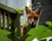 Urban Foxes and Robins: Wildlife Encounters Bring Solace in Times of Grief