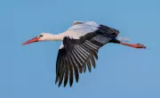 White Storks and Beavers Return to London After 600-Year Absence