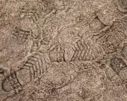 Why Hard-Frozen Ground is a Lifeline for Earth's Biodiversity