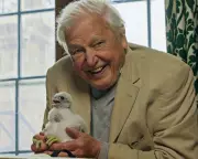 Wild London: David Attenborough's Urban Wildlife Special is a Heartfelt Triumph