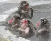 Wildlife Wonders: From Kākāpō Breeding Hope to UK Fox in Snow