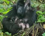 Wildlife Wonders: Rare Gorilla Twins, Racing Camels & a Psychedelic Spider