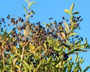 Winter Garden Structure: Planting Bare-Root Trees and Hedges