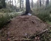 Winter Wood Ants: Devon's Hibernating Insects Huddle Like Penguins