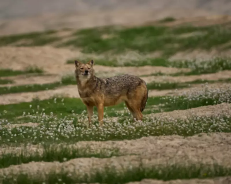 Global Wildlife Highlights: From Thirsty Raccoons to Majestic Jackals