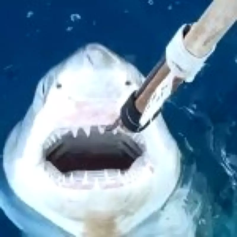 Great White Sharks May Be Breeding in Mediterranean Waters, Scientists Reveal