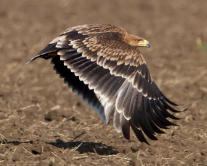 Serbia's Imperial Eagles Stage Remarkable Recovery from Near Extinction