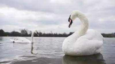 30 Dead Swans Found in London's Thames Amid Suspected Bird Flu Outbreak
