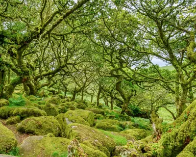 Ancient Woodlands: Luke Barley's Exploration of Britain's Forest Heritage