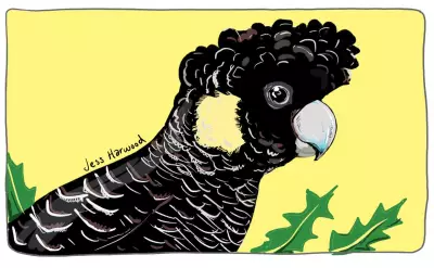 Australian Wildlife Faces Crisis After Scorching Summer, Urgent Action Needed