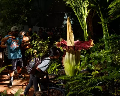 Australia's Corpse Flower Boom: How the Country Became a Global Hub for Stinky Blooms