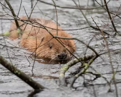 Beaver 'Blind Dates' in Cornwall Aim to Repopulate Rivers Naturally