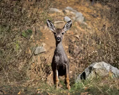 California Approves Mule Deer Extermination on Catalina Island