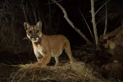 California Mountain Lions Gain Endangered Species Act Protection