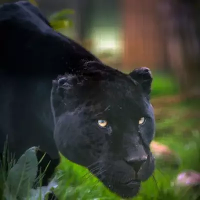 Couple Films Legendary 'Beast' During Devon Hotel Birthday Celebration