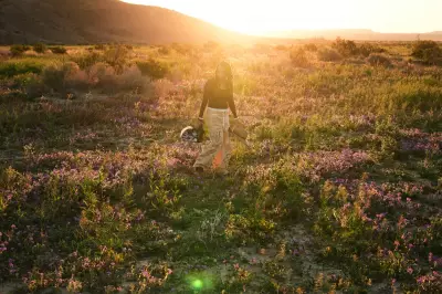 Death Valley's Rare Wildflower Eruption Nears Superbloom Status After Record Rain